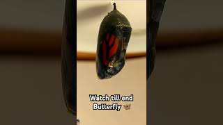 Remy monarch caterpillar variable speed timelapse everyone viralshorts butterfly [upl. by Cosette921]