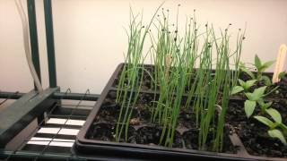 Growing shallots from seed [upl. by Wells903]