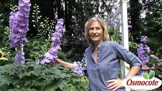 3 Tips for Growing Delphiniums [upl. by Canute]