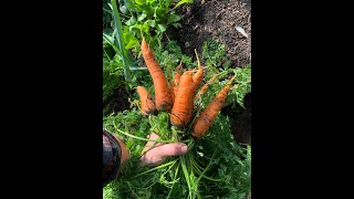 Une méthode de conservation des légumes racines [upl. by Kerry]