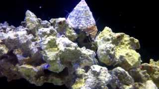 Banded Tiger Trochus Snail [upl. by Tiffa27]