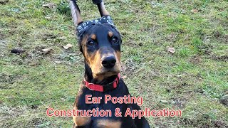 Ear Posting For Cropped Ears Our Method [upl. by Arleen]