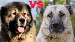 KANGAL DOG VS CAUCASIAN SHEPHERD DOG who is best [upl. by Nanreh]