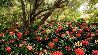 Babylonstoren Live From the Garden🌱 [upl. by Llirred]