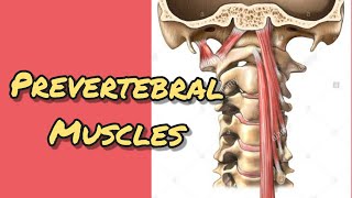 Prevertebral mucles [upl. by Goulder]