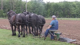 Horse Drawn Plowing and Hitching 3Up with Ralph Rice [upl. by Cooe]