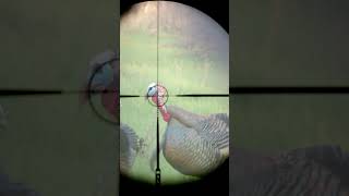 Longbeard XR VS Turkey At 10 Steps 🦃💥 turkeyseason24 hunting winchester spring [upl. by Briana]