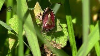 PUNAISE des BaiesPrintempsDolycoris baccarum  BRUITX [upl. by Luciana]