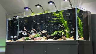 South American Cichlids Display Aquarium 4 months update [upl. by Millard]