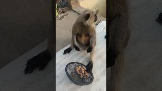 Patali kamariya bole poy poy poy 🤣🤣😜😜 funnyanimal jaybajrangbali mkdearmonkey [upl. by Tal]