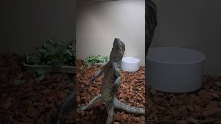 My weird rhino iguana standing rhinoiguana [upl. by Acessej]