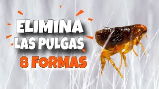 Cómo ELIMINAR las PULGAS de CASA 🦟❌8 Formas Efectivas y Naturales [upl. by Yonit]