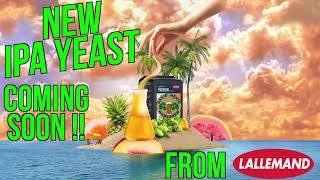 New IPA yeast From Lallemand [upl. by Ibson]