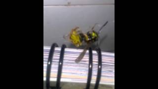 False widow spider UK killing wasp [upl. by Meuser305]