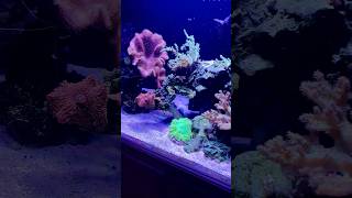 Beautiful 100 gallon soft coral reef tank minimilistreeftank coralreeftank [upl. by Derna]