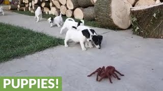 Jack Russell puppies take on huge robotic spider [upl. by Eizeerb723]