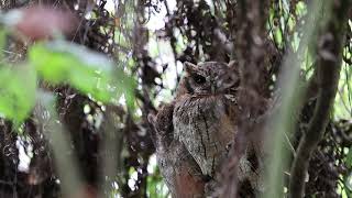 2024 07 27 Currucutu Comun Megascops choliba Tropical screech owl Cajica Cundinamarca [upl. by Kcirredal381]