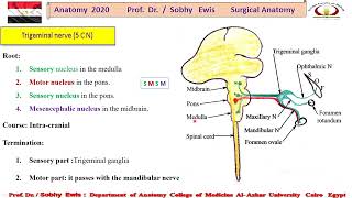 Trigeminal Nerve s [upl. by Nuajed665]