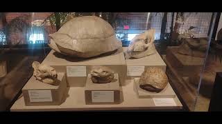 Fossils from the Oligocene Badlands at the Houston Museum of Science at Sugarland [upl. by Wilde]