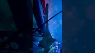 shark fish sawfish sawshark sharkweek sharks sealife sea animals ocean minivlog fyp [upl. by Uziel]