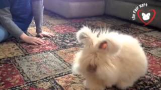 The Fair Hare English Angora [upl. by Assirod]