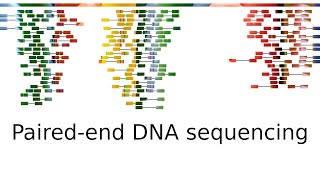 Pairedend sequencing [upl. by Lerrad]