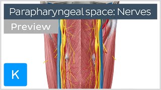 Nerves of the parapharyngeal space preview  Human Anatomy  Kenhub [upl. by Zoi]