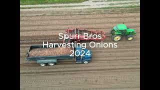 Spurr Bros Onion Harvesting 2024 [upl. by Ahseenyt]