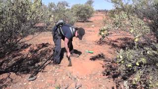 Gold Prospecting Cue WA [upl. by Neelram]