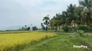 agri land வயல்  for sale கள்ளந்திரி near 140 acre [upl. by Cohla]