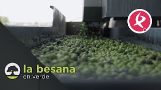 El proceso de la aceituna  La besana en verde [upl. by Eiser]