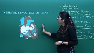 NEET Biology  Heart  Theory amp ProblemSolving  In English  Misostudy [upl. by Necyrb664]