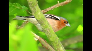 1068 Pěnkava obecná Common Chaffinch Buchfink Pinson des arbres Зяблик Pinzón vulgar Zięba [upl. by Casanova]