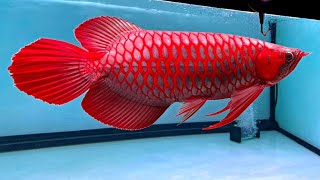 Arowana Fish [upl. by Athal]