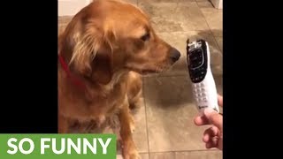 Guilty dog shamed for chewing on remote [upl. by Serafine]