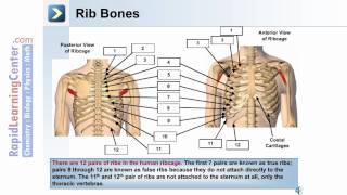 The Skeletal System Axial Skeleton  What are the Bones of the Thorax [upl. by Yorke857]