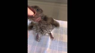 Baby Figbird eats finger [upl. by Quackenbush]