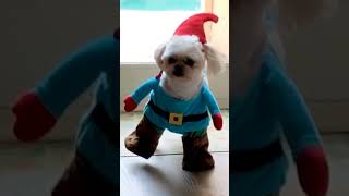 Dog Turns into an Elf Just in Time for the Holidays [upl. by Eelime]