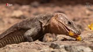 Täuschen und Tarnen  Über Lebenskünstler der Natur Doku HD [upl. by Erdnua]