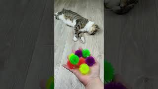 Cat Barsik Beads 🌈 ASMR Subscribe Balls Reverse Video reversevideo marblerunandmore cat [upl. by Bartlet]