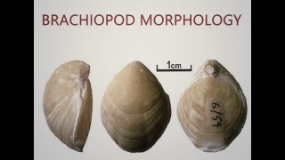 Brachiopoda Morphology [upl. by Odlanir]