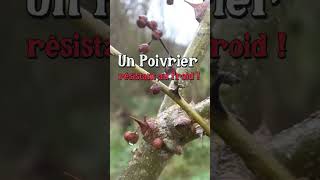 Cultiver un poivrier au jardin  permaculture [upl. by Muller]