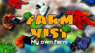 I went to visit a farm one day  my own guppy farm 😁   catch one farm  my small farm setup [upl. by Eiramlehcar]