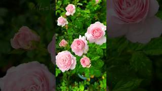 DA rose flowers  rose gardens rose plants rose flowers nature gardening shorts satisfying [upl. by Darren115]