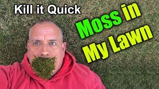 Get rid of Moss in Lawn  How To [upl. by Gazzo90]