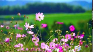 Flowers  Video Background HD 1080p [upl. by Leitnahs]