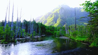 Forest River Nature Sounds  Gentle Stream with Birdsong  4K Relaxing Nature Ambience for Sleep [upl. by Carola]