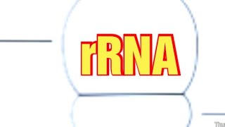 rRNA  Ribosomal RNA Ribozymes Catalytic RNA Biochemistry [upl. by Lauritz]