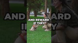 Dog Training Basics MustKnow Commands [upl. by Sparky]