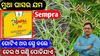 ମୁଥା ଘାସର ସମ୍ପୂର୍ଣ ନିୟନ୍ତ୍ରଣ Sempra Herbicide for nutgrass [upl. by Sherrard]